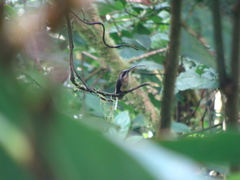 Phaethornis syrmatophorus