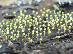 Physarum viride