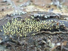 Physarum viride