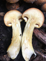 Gymnopilus