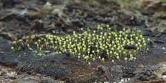 Physarum viride