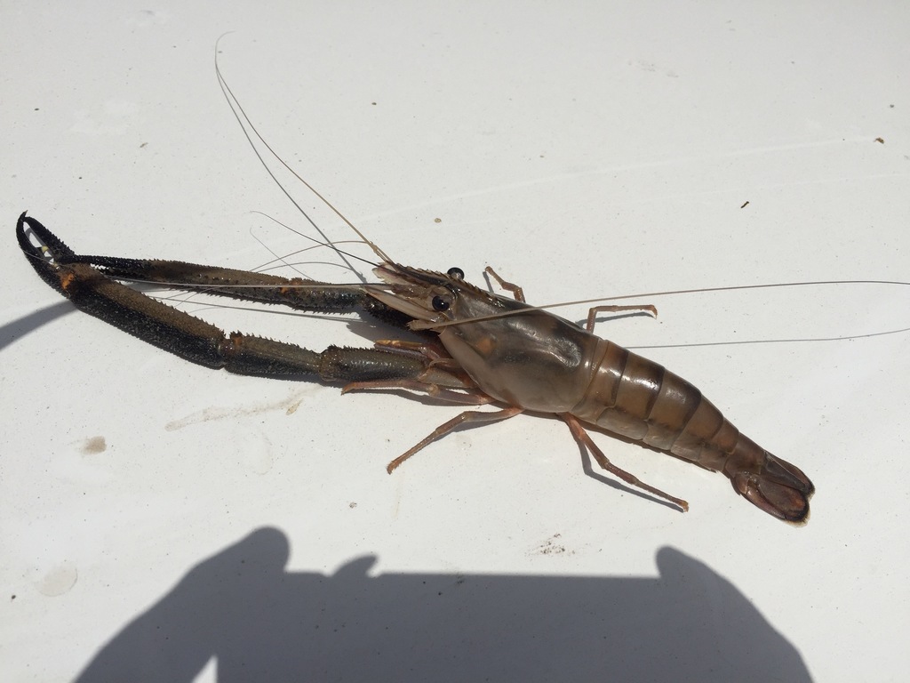 African River Prawn
