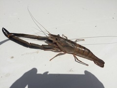 Macrobrachium vollenhovenii