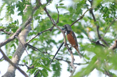 Sporophila ruficollis