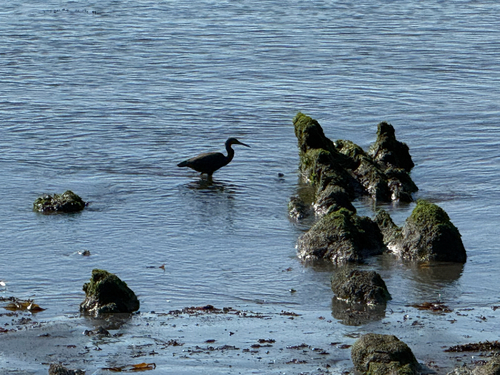 Pacific Reef Heron