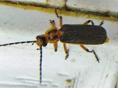 Atalantycha bilineata