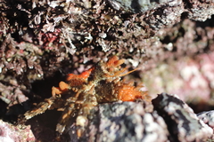 Phyllolithodes papillosus