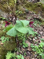 Trillium sulcatum
