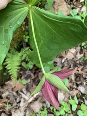 Trillium sulcatum