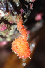Boltenia villosa