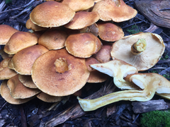 Gymnopilus