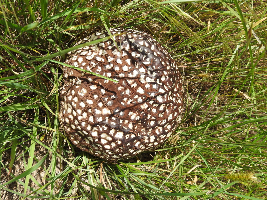 Purple-spored Puffball · May 2026 · photo: Photo: (c) saltyhiker, some rights reserved (CC BY) · iNaturalist