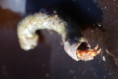 Discorsopagurus schmitti