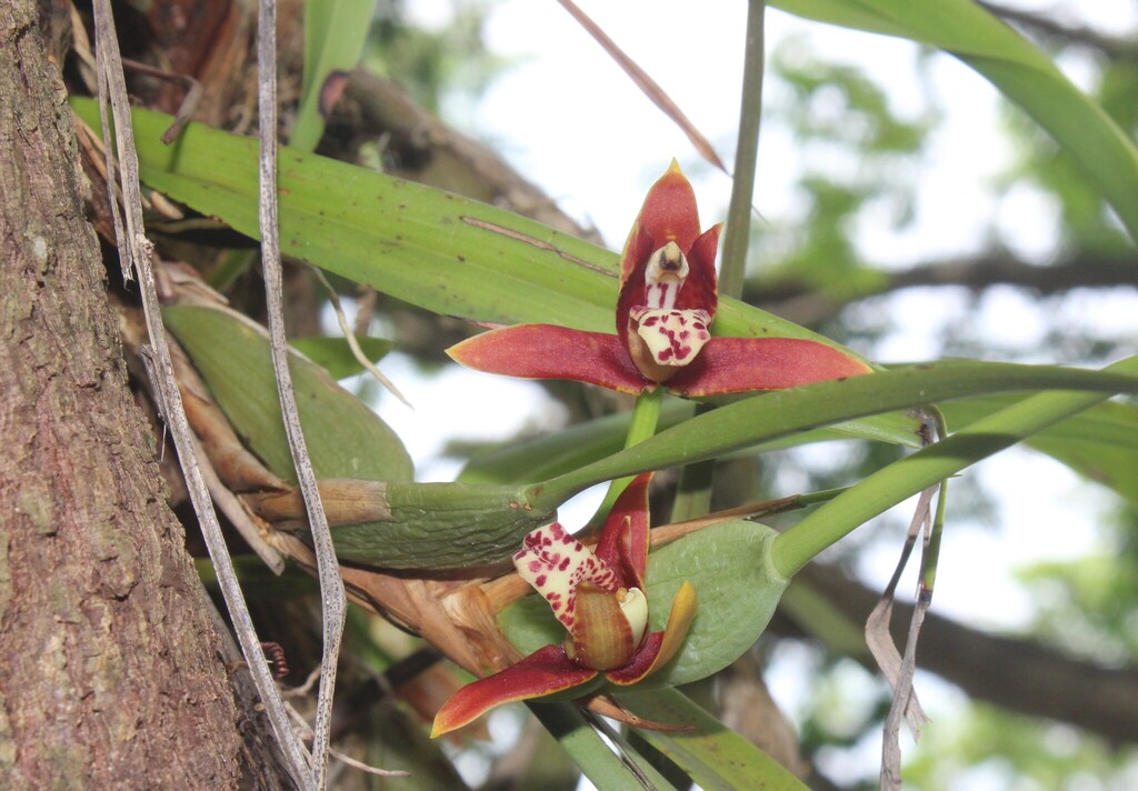 Maxillaria tenuifolia; photograph (c) Ricard Busquets Reverte, some rights reserved (CC BY)