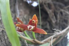 (c) Ricard Busquets Reverte, some rights reserved (CC BY) Maxillaria tenuifolia, photograph (c) Ricard Busquets Reverte, some rights reserved (CC BY)