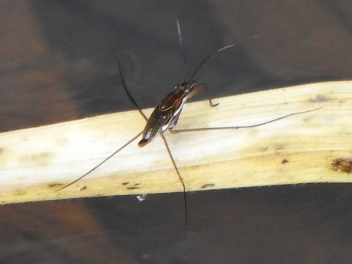 Limnogonus profugus