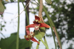 (c) Ricard Busquets Reverte, some rights reserved (CC BY) Maxillaria tenuifolia, photograph (c) Ricard Busquets Reverte, some rights reserved (CC BY)
