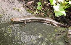 Ablepharus himalayanus