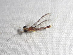 Leucrocuta umbratica