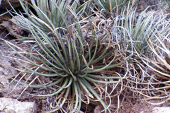 Agave schottii