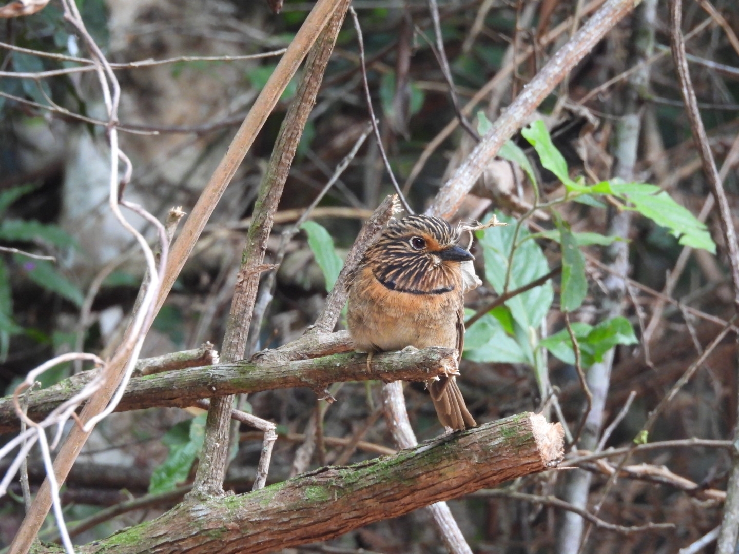 Crescent-chested Puffbird (Malacoptila striata), photo 5