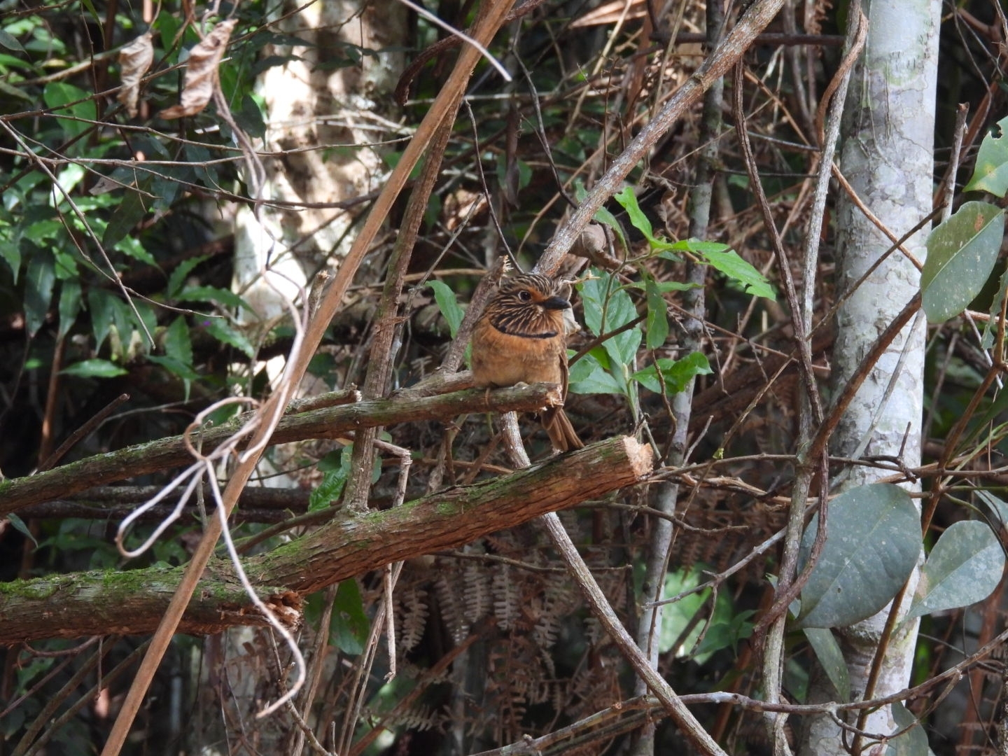 Crescent-chested Puffbird (Malacoptila striata), photo 6