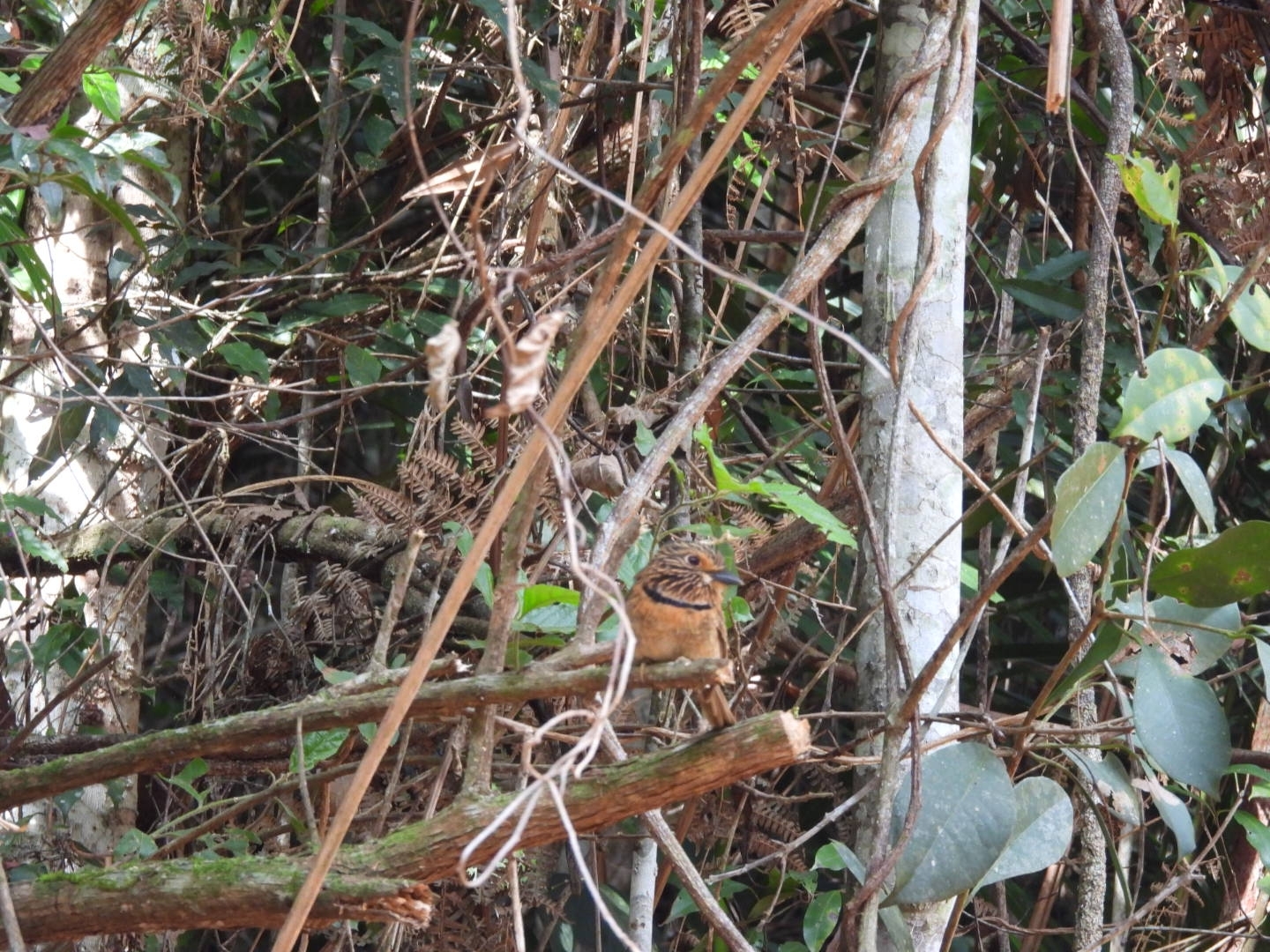Crescent-chested Puffbird (Malacoptila striata), photo 7