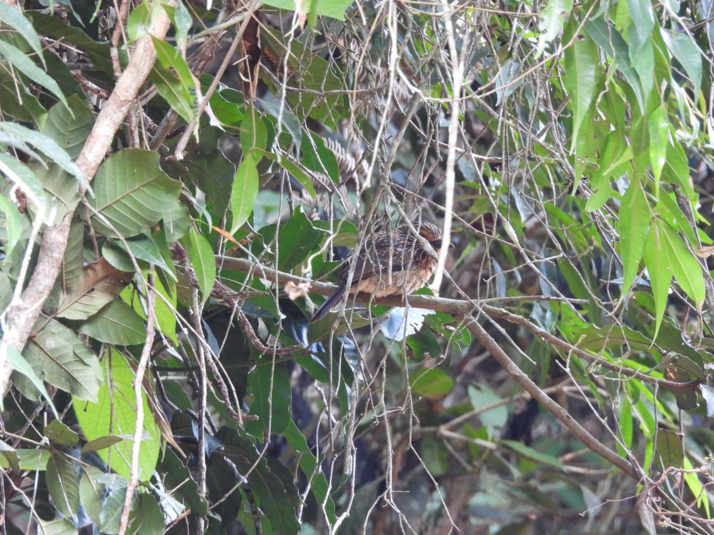 Crescent-chested Puffbird (Malacoptila striata), photo 8
