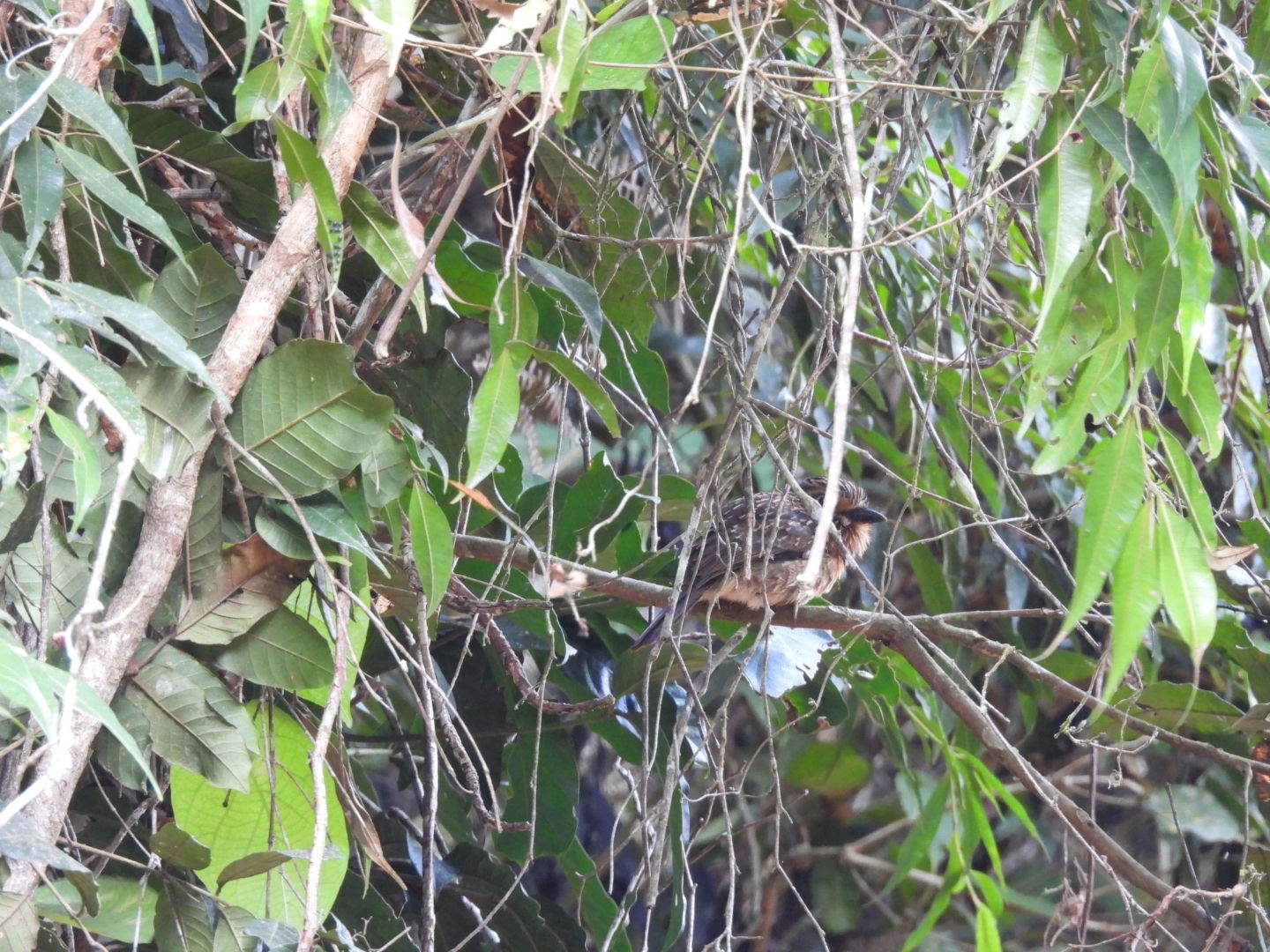Crescent-chested Puffbird (Malacoptila striata), photo 9