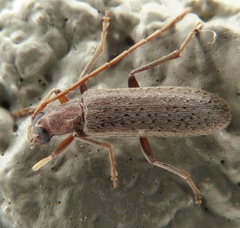Sparedrus aspersus