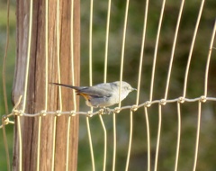 Curruca subcoerulea cinerascens