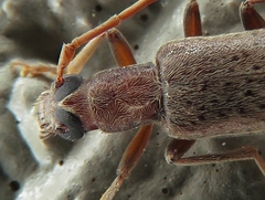 Sparedrus aspersus