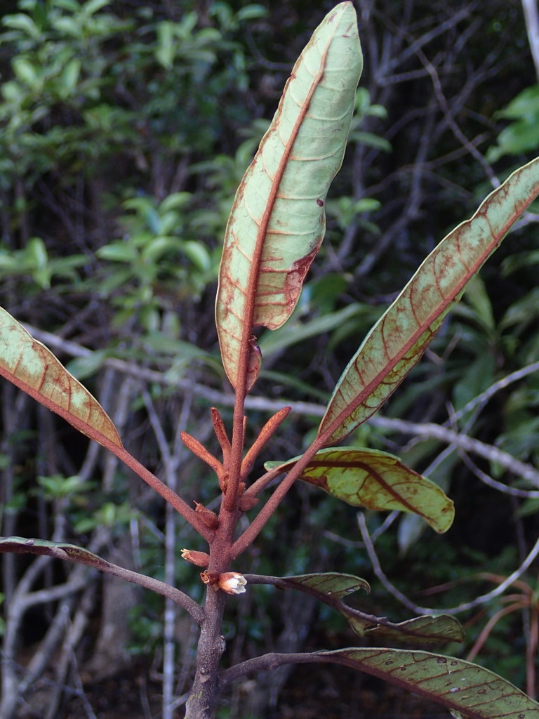 Pichonia