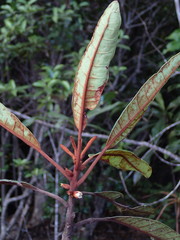 Pichonia daenikeri
