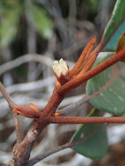 Pichonia daenikeri