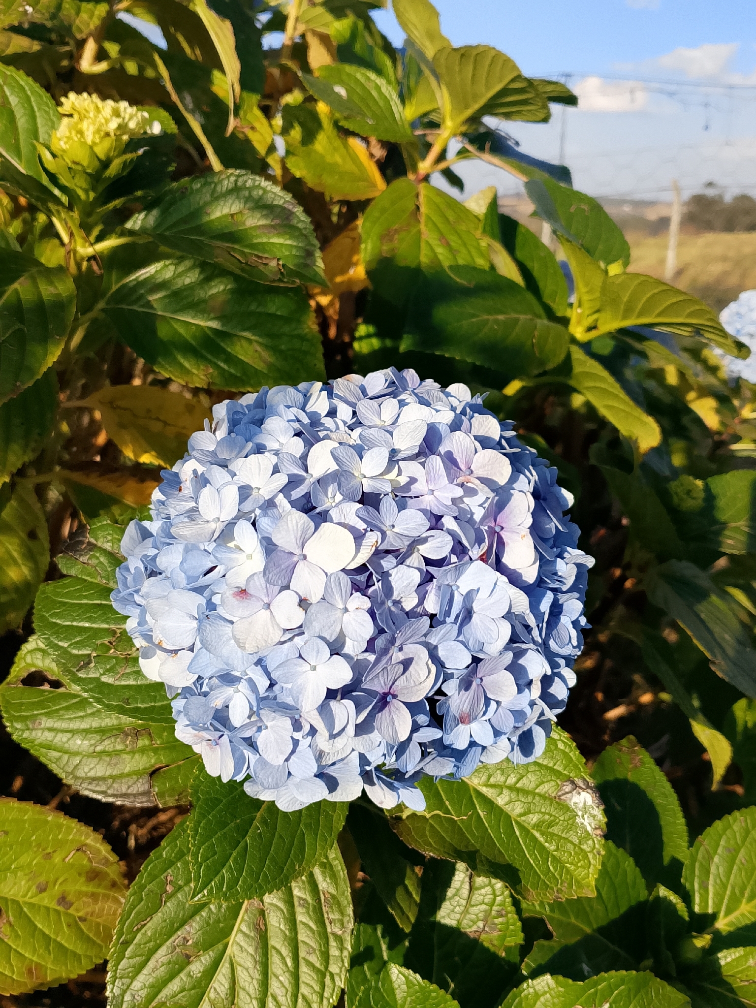 Hydrangea macrophylla