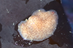 Kaburakia excelsa