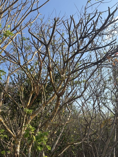 Cacaloxóchitl (Plumeria rubra)