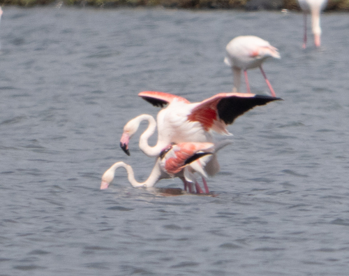 iNaturalist image