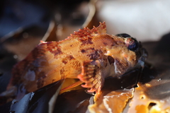 Hemilepidotus hemilepidotus