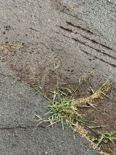 Eragrostis barrelieri observed 2026-05-15