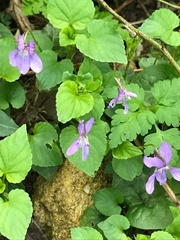 Rostratae
