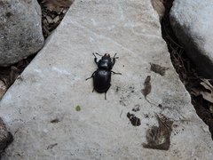 Lucanus tetraodon