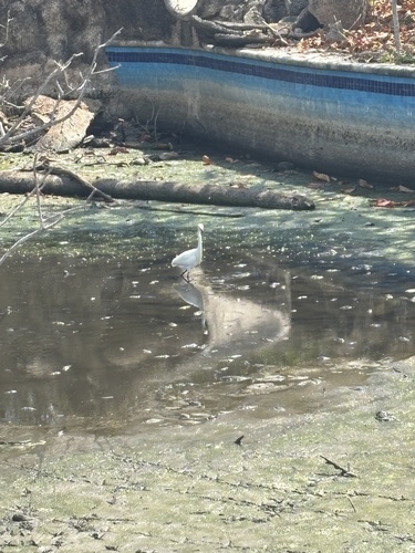 Snowy Egret (Egretta thula)