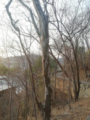 Chloroleucon mangense