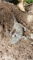 Tarentola mauritanica