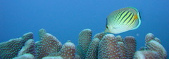 Chaetodon pelewensis