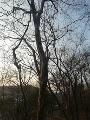 Chloroleucon mangense