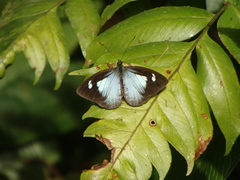 Leptophobia caesia
