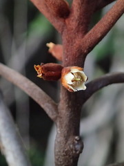 Pichonia daenikeri